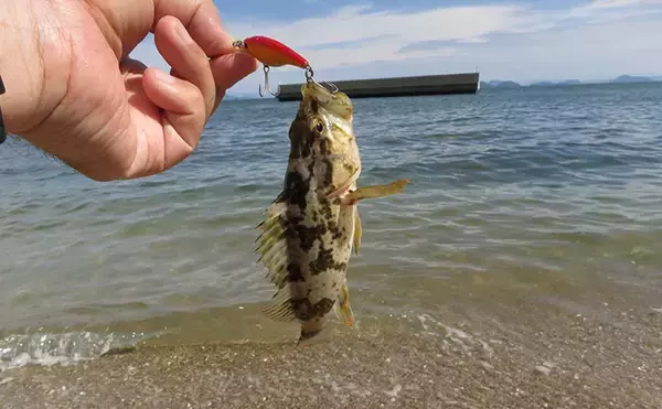 初夏にかけてタケノコメバル釣りが面白い！ プラグルアーでの釣り方を解説