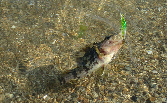 初夏にかけてタケノコメバル釣りが面白い！ プラグルアーでの釣り方を解説