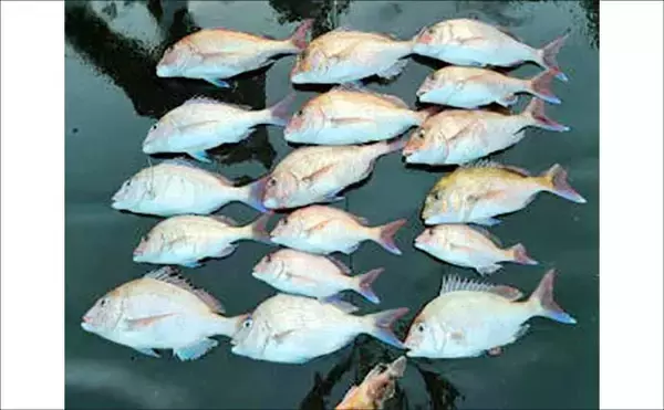 「夜のボートロックゲームで大型キジハタが連発！【沖のルアー釣果速報6選・愛知／三重】」の画像