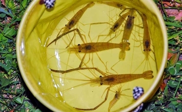 手賀沼公園でテナガエビを好捕！【千葉】曇天時や朝夕マヅメが狙いめか