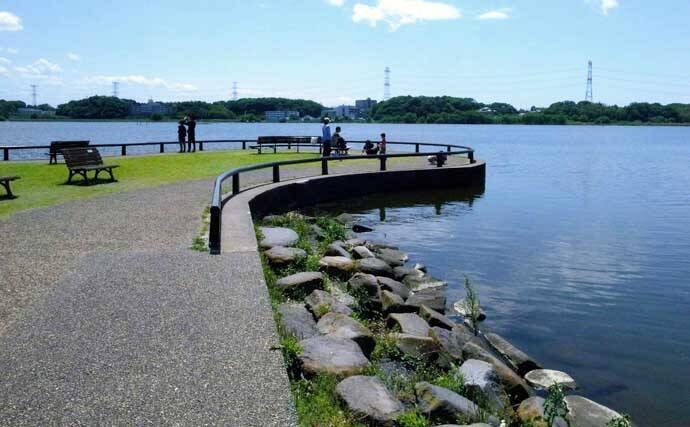 手賀沼公園でテナガエビを好捕！【千葉】曇天時や朝夕マヅメが狙いめか
