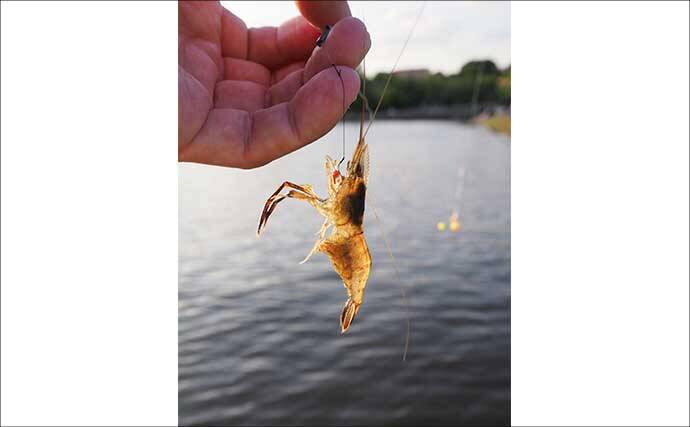 手賀沼公園でテナガエビを好捕！【千葉】曇天時や朝夕マヅメが狙いめか