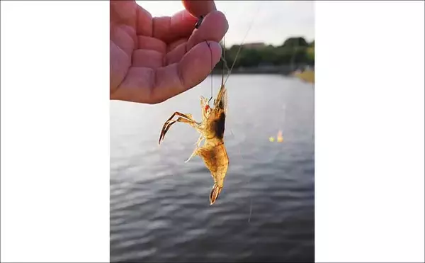 「手賀沼公園でテナガエビを好捕！【千葉】曇天時や朝夕マヅメが狙いめか」の画像