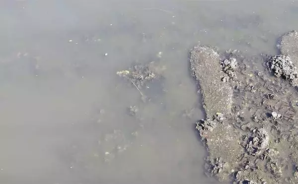 「「トップでダメならボトムを狙え！」シーバス釣りの新常識【ボトムドリフト】を独自解説」の画像