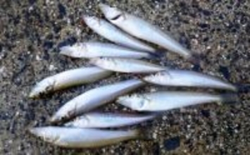 白子漁港釣り桟橋の投げ釣りで五目達成！【三重】キスやハゼなど魚種多彩にヒット