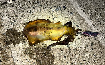 エギンガーから人気がない【潮流が速いポイントでエギング】してみた　良型アオリを好捕！