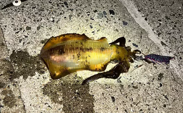 エギンガーから人気がない【潮流が速いポイントでエギング】してみた　良型アオリを好捕！