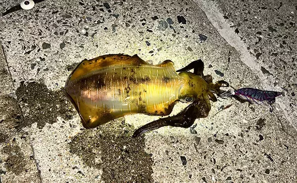 「エギンガーから人気がない【潮流が速いポイントでエギング】してみた　良型アオリを好捕！」の画像