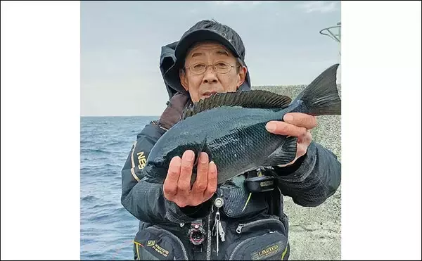 「初島のウキフカセ釣りで40cm級メジナ手中【静岡・熱海沖】泳がせではアオリイカも登場」の画像