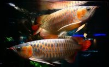 サカナの「鱗（ウロコ）」は調理の邪魔者？それとも美味しい食材？