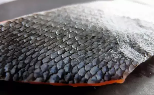 「サカナの「鱗（ウロコ）」は調理の邪魔者？それとも美味しい食材？」の画像