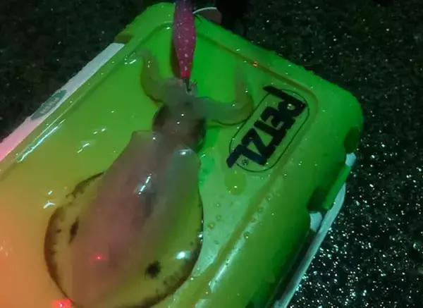 「雨の日の陸っぱり釣行を快適にする裏技　屋根がないなら作ってしまう？」の画像