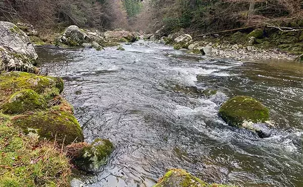 「渓流ルアー釣行で40cm超えブラウントラウトと対面【愛知・段戸川C＆R区間】」の画像