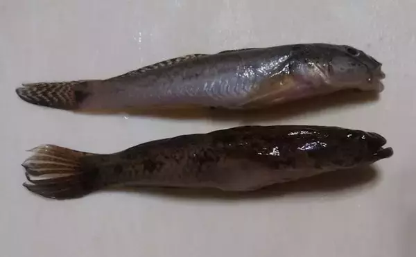 「堤防ハゼ釣りで18cm筆頭に12匹【千葉】ウロハゼとマハゼの食味の違いは？」の画像