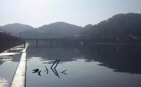 「堤防ハゼ釣りで18cm筆頭に12匹【千葉】ウロハゼとマハゼの食味の違いは？」の画像