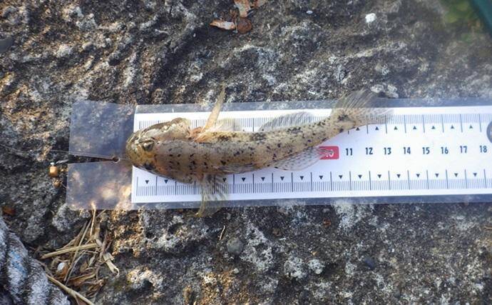 堤防ハゼ釣りで18cm筆頭に12匹【千葉】ウロハゼとマハゼの食味の違いは？