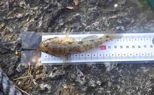 「堤防ハゼ釣りで18cm筆頭に12匹【千葉】ウロハゼとマハゼの食味の違いは？」の画像