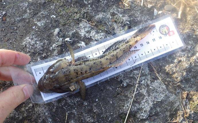 堤防ハゼ釣りで18cm筆頭に12匹【千葉】ウロハゼとマハゼの食味の違いは？