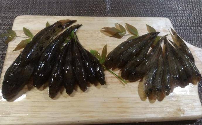 堤防ハゼ釣りで18cm筆頭に12匹【千葉】ウロハゼとマハゼの食味の違いは？