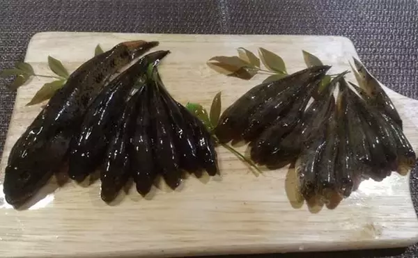 「堤防ハゼ釣りで18cm筆頭に12匹【千葉】ウロハゼとマハゼの食味の違いは？」の画像