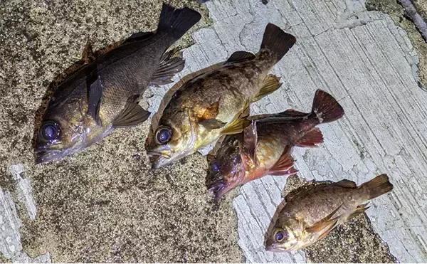 夜のメバリングで20cm級メバルヒット【兵庫】潮の緩みとクリアカラーが決め手