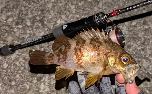 「夜のメバリングで20cm級メバルヒット【兵庫】潮の緩みとクリアカラーが決め手」の画像