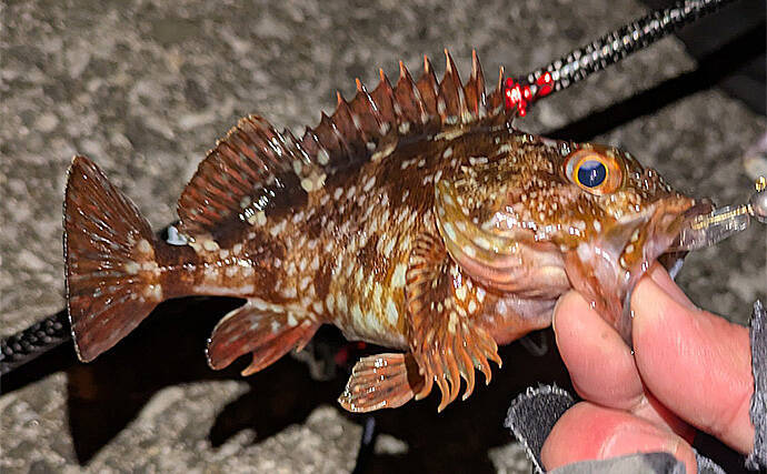 夜のメバリングで20cm級メバルヒット【兵庫】潮の緩みとクリアカラーが決め手