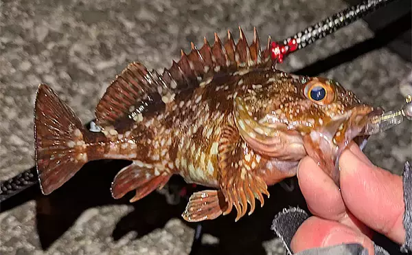 「夜のメバリングで20cm級メバルヒット【兵庫】潮の緩みとクリアカラーが決め手」の画像