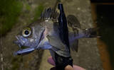 「「やっと出た！」垂水漁港ライトゲーム速報：本命メバルと対面成功【兵庫】」の画像3