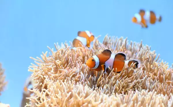 種を超えた信頼関係で成立している「不思議な共生関係」　自然界の美しさを水槽で観察