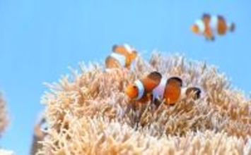 種を超えた信頼関係で成立している「不思議な共生関係」　自然界の美しさを水槽で観察