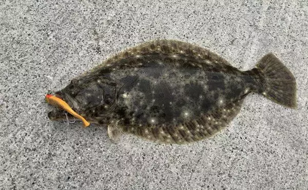 「ルアーヒラメ釣り中毒者がオススメする『FJロデム』ってどんなルアー？」の画像