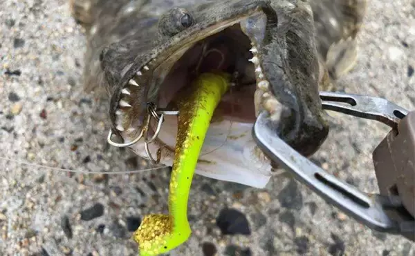 「ルアーヒラメ釣り中毒者がオススメする『FJロデム』ってどんなルアー？」の画像