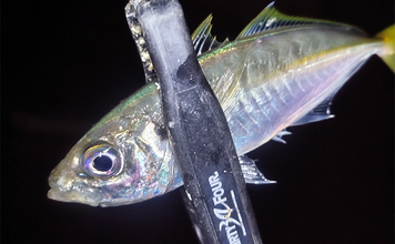 堤防アジング釣行で25cm頭にアジ連打【三重】場所によりレンジがはっきり分かれる