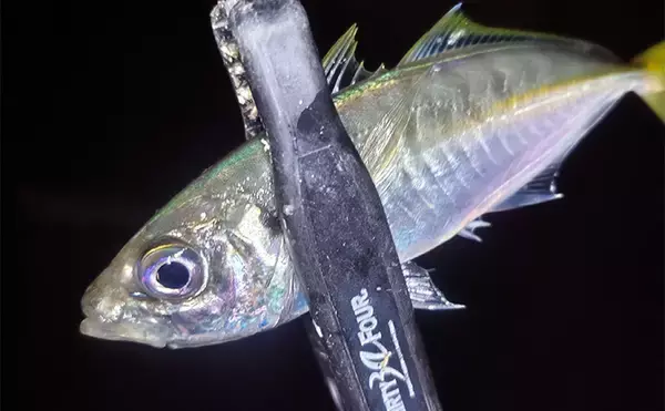 堤防アジング釣行で25cm頭にアジ連打【三重】場所によりレンジがはっきり分かれる