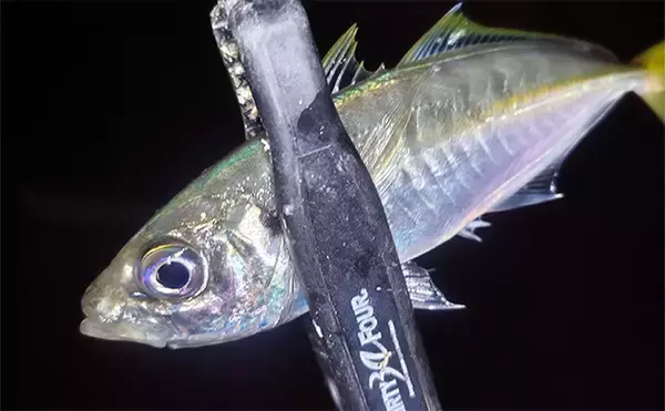 「堤防アジング釣行で25cm頭にアジ連打【三重】場所によりレンジがはっきり分かれる」の画像