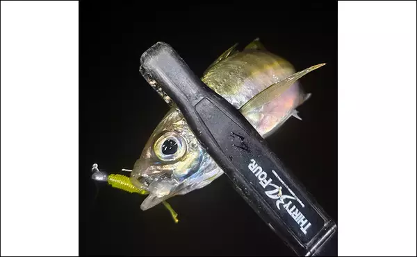 「堤防アジング釣行で25cm頭にアジ連打【三重】場所によりレンジがはっきり分かれる」の画像