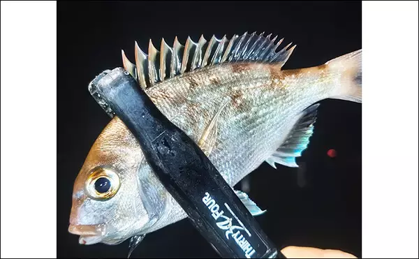 「堤防アジング釣行で25cm頭にアジ連打【三重】場所によりレンジがはっきり分かれる」の画像