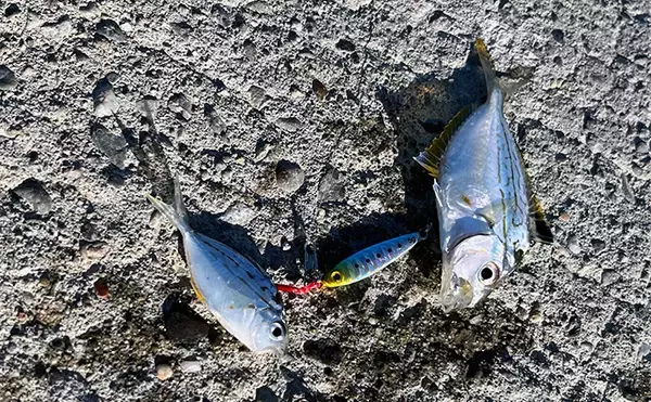 「寒波到来＆暴風の浜名湖でダイソージグサビキを投げてみた　ヒイラギ入れ掛かりの謎」の画像