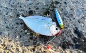 寒波到来＆暴風の浜名湖でダイソージグサビキを投げてみた　ヒイラギ入れ掛かりの謎