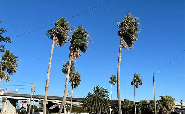 「寒波到来＆暴風の浜名湖でダイソージグサビキを投げてみた　ヒイラギ入れ掛かりの謎」の画像