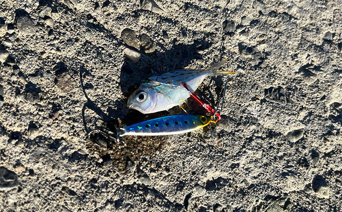 寒波到来＆暴風の浜名湖でダイソージグサビキを投げてみた　ヒイラギ入れ掛かりの謎
