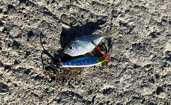 「寒波到来＆暴風の浜名湖でダイソージグサビキを投げてみた　ヒイラギ入れ掛かりの謎」の画像