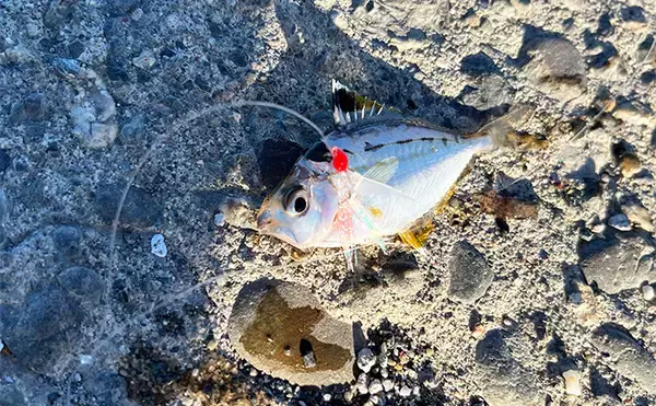 「寒波到来＆暴風の浜名湖でダイソージグサビキを投げてみた　ヒイラギ入れ掛かりの謎」の画像