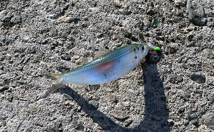 寒波到来＆暴風の浜名湖でダイソージグサビキを投げてみた　ヒイラギ入れ掛かりの謎