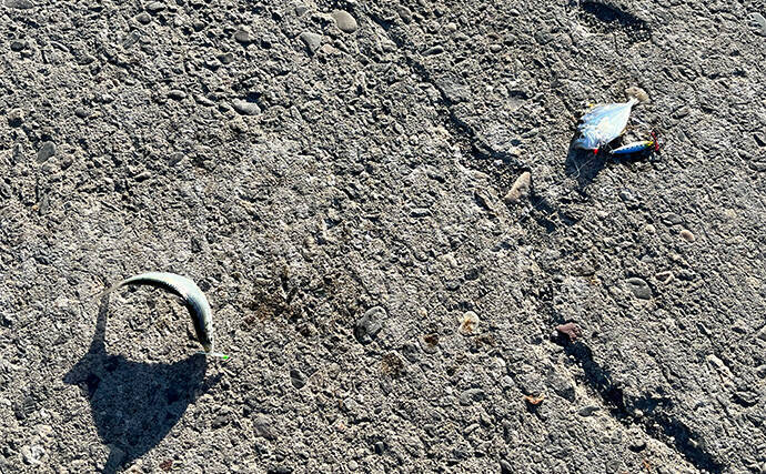 寒波到来＆暴風の浜名湖でダイソージグサビキを投げてみた　ヒイラギ入れ掛かりの謎