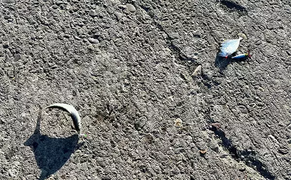 「寒波到来＆暴風の浜名湖でダイソージグサビキを投げてみた　ヒイラギ入れ掛かりの謎」の画像