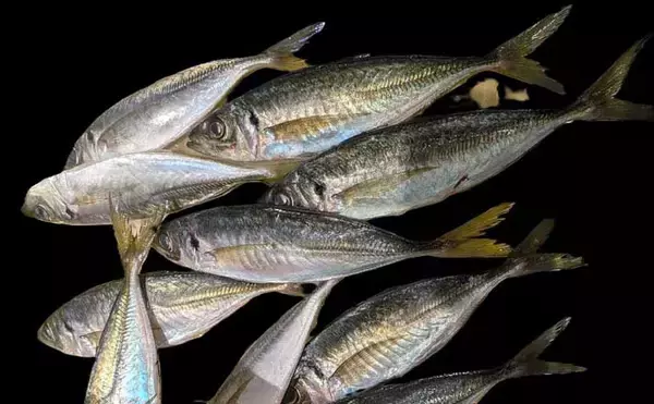 遠投アジングで25cm級アジ手中！【山口・白浜漁港】シャローフリークで沖の潮目を攻略