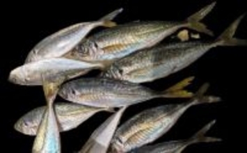 遠投アジングで25cm級アジ手中！【山口・白浜漁港】シャローフリークで沖の潮目を攻略