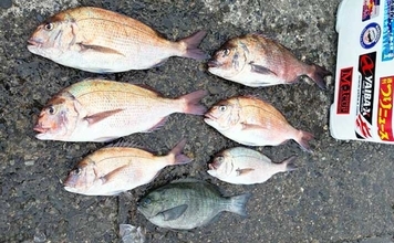 イケスでのフカセ釣りで50cm級頭にマダイ連打に成功！【沼津・静岡】
